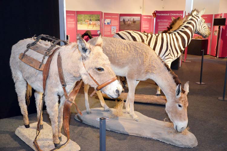 Auch Onager, dabei handelt es sich um asiatische Wildesel, und ein Zebra, alles Verwandte des Pferdes, sind in der Ausstellung zu sehen.