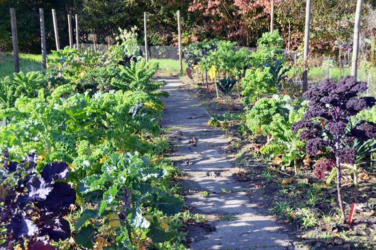 Rund 50 Kohlsorten hat Christoph Hahn im Botanischen Garten für seine Grünkohlforschung gepflanzt.