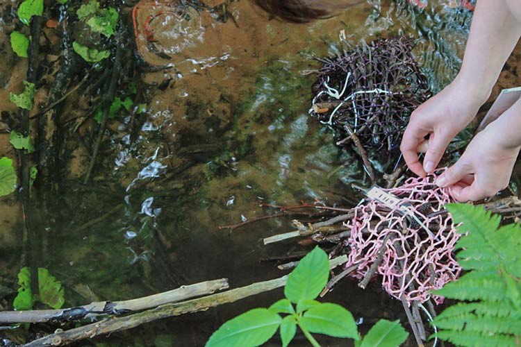 Sogenannte Substratexponate nach dem Vorbild natürlicher Holzlagen im Bach – mit Netzmaterial zusammengeschnürt – bieten Insekten und anderen Wassertieren ein Wohnmobil, das die Wiederansiedlung an anderer Stelle ermöglicht