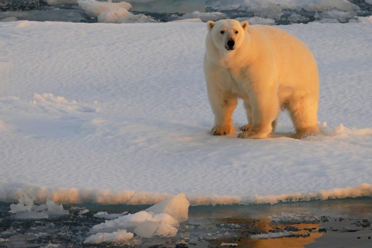 Eisbär auf Spitzbergen.