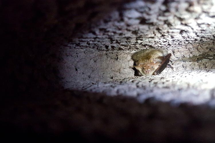 Die Langohrfledermaus Berta hat ihr Winterquartier im Bunker bezogen.