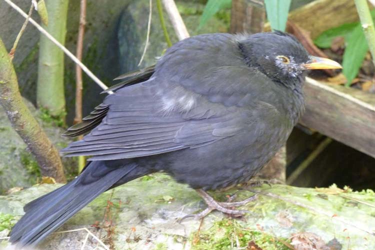 Am Usutu-Virus erkrankte Amsel.