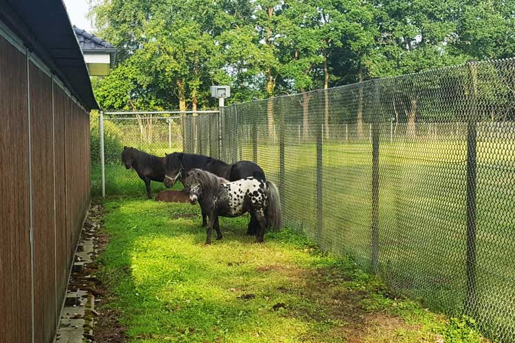 Für die Ponys wurde auch ein Platz gefunden.