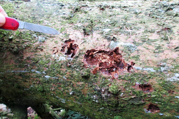 Die sich ablösende Rinde weist auf einen Befall durch den Borkenkäfer hin.