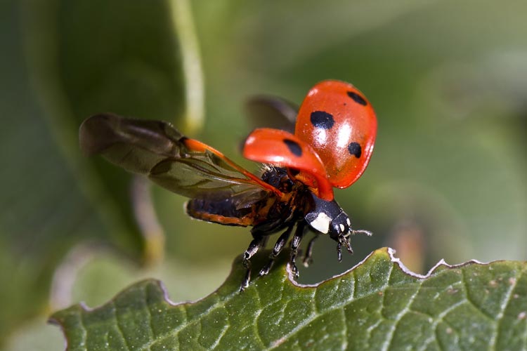 Marienkäfer vor dem Abflug.