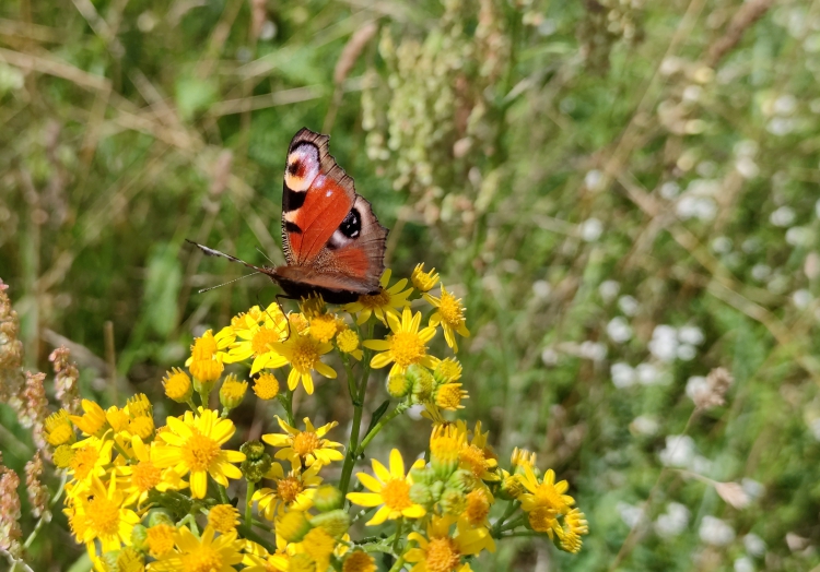 Schmetterling, über dts Nachrichtenagentur