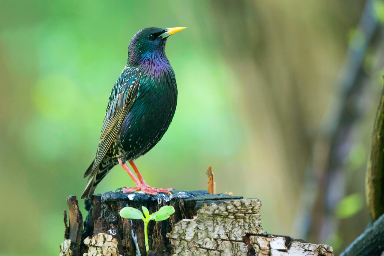 Der Star, ehemals ein „Allerweltsvogel“, ist in seinem Bestand in Niedersachsen und Bremen zwischen 1996 und 2020 um 68 Prozent zurückgegangen und wird daher in der neuen Roten Liste als „gefährdet“ eingestuft.