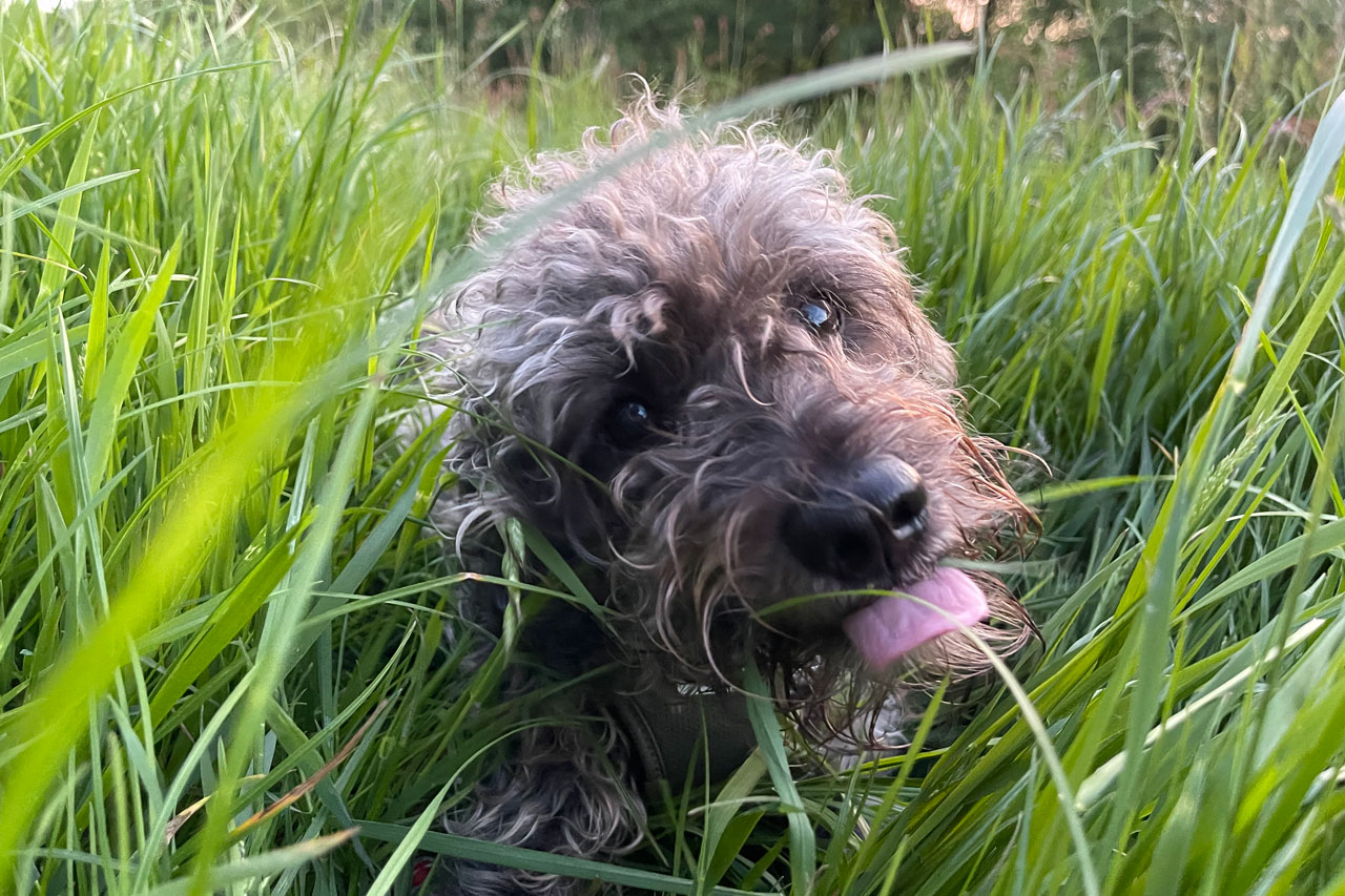 Vito freut sich: In Oldenburg gibt es jetzt einen Hundespielplatz für ihn. Foto: Merle Michaeli