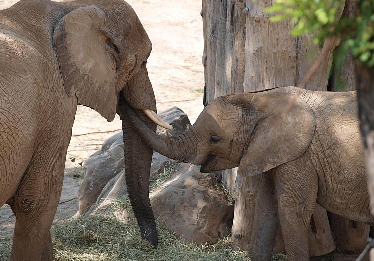 Elefanten (Archiv), via dts Nachrichtenagentur