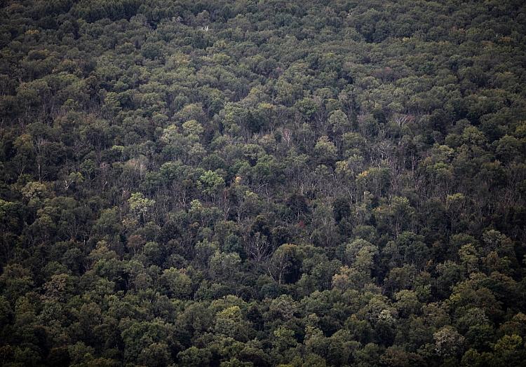 Wald (Archiv), via dts Nachrichtenagentur