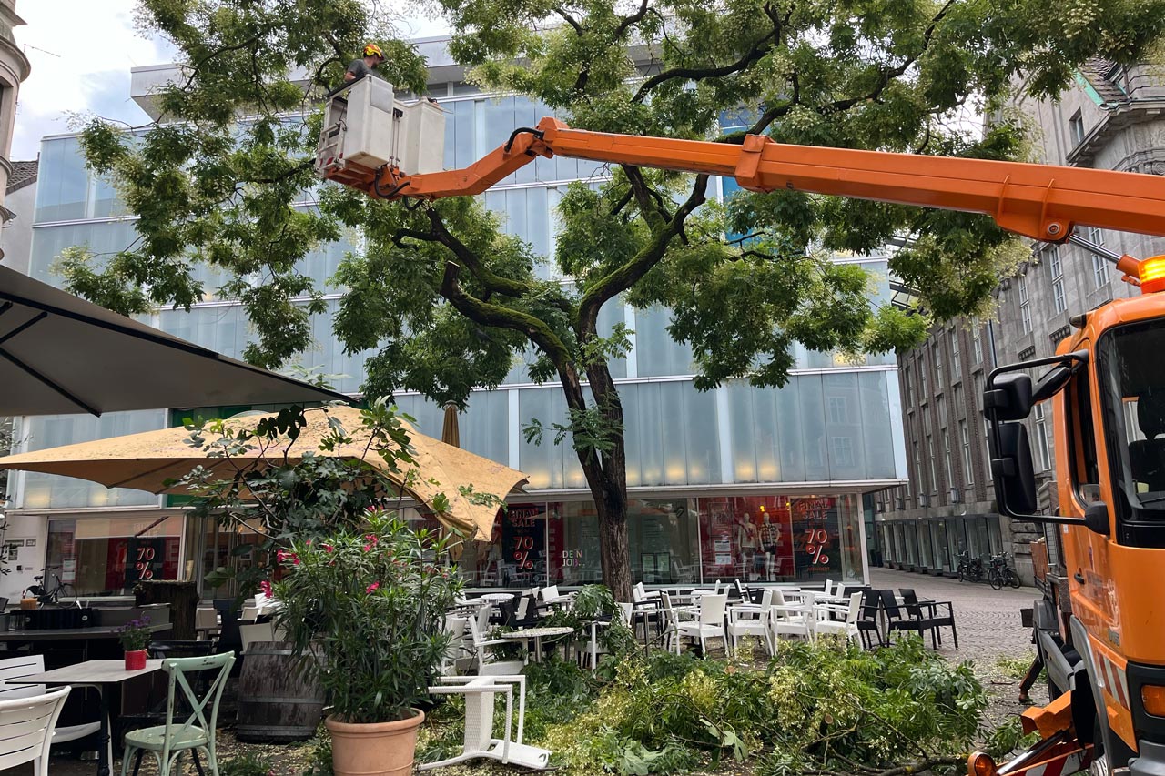 Durch das Unwetter am 13. August stark in Mitleidenschaft gezogen wurde dieser Japanische Schnurbaum auf dem Rathausmarkt.