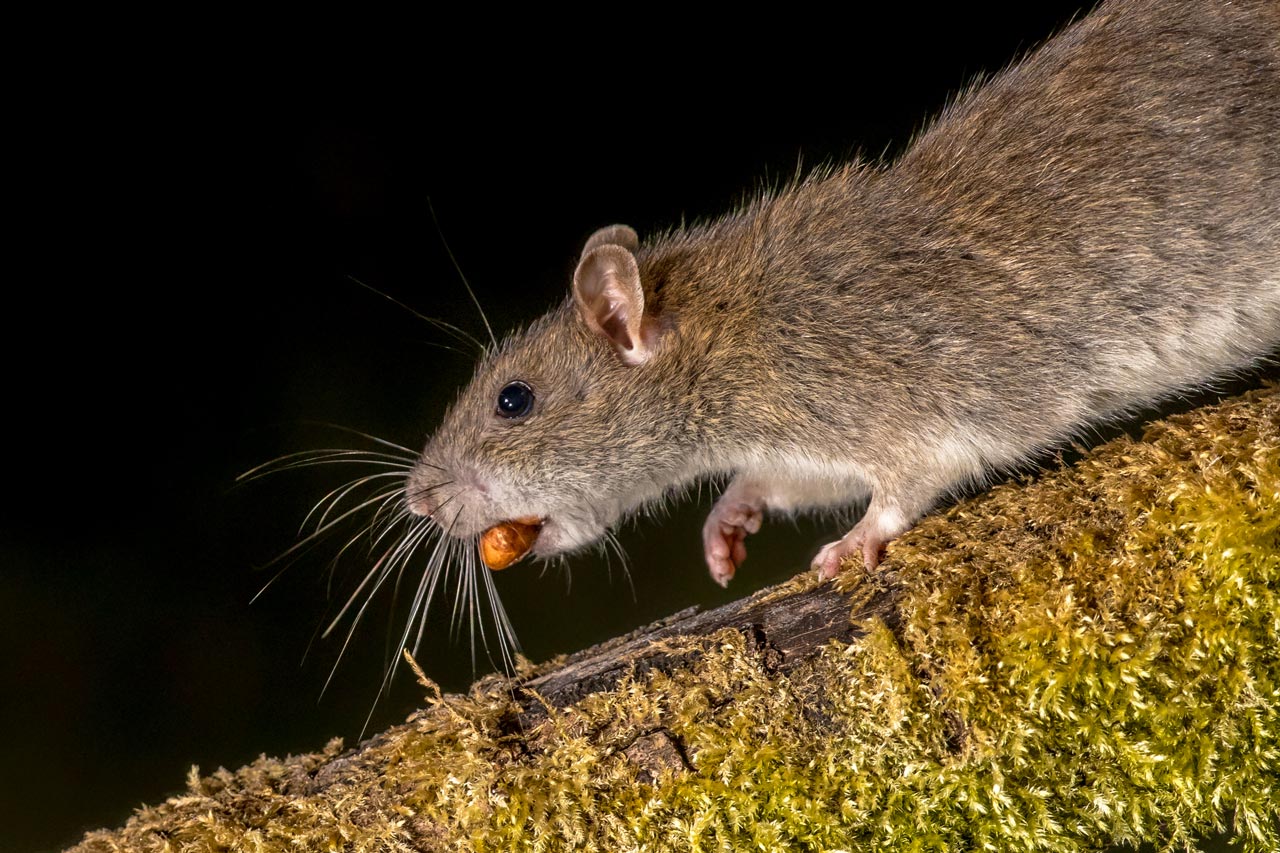 Die Ratte zählt zu den bekanntesten Schädlingen.