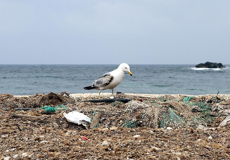 Möwe auf einem Müllhaufen am Meer, via dts Nachrichtenagentur