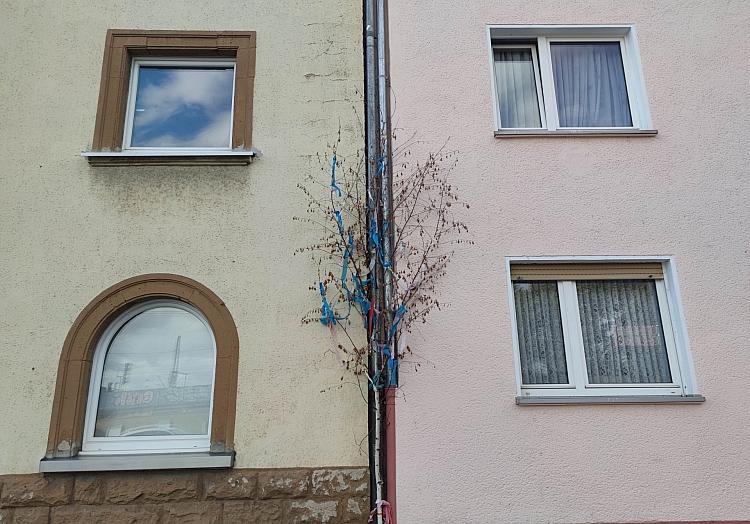 Maibaum vor Haus in Köln (Archiv), via dts Nachrichtenagentur